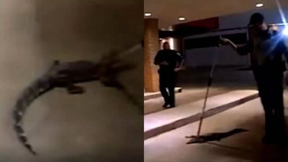 Lake Worth Police Officers seen dealing with an alligator near a service station. Lake Worth Police Officers seen dealing with an alligator near a service station.