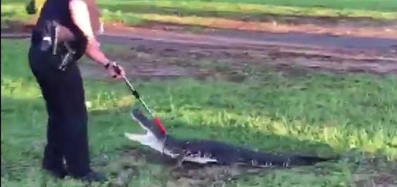 A Bartow Police Officer captures an alligator from a school parking lot.