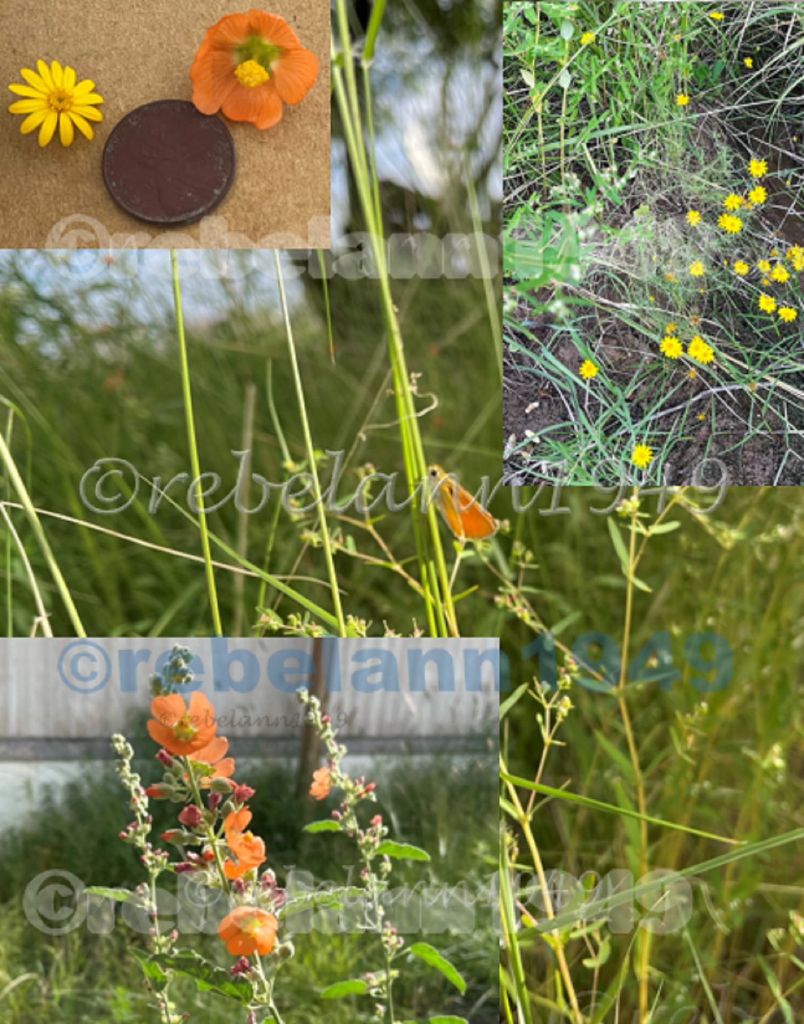 Wild flowers in my back yard