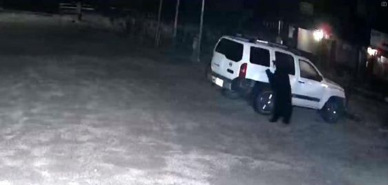 A bear entering into a SUV in Colorado last week. A bear entering into a SUV in Colorado last week.