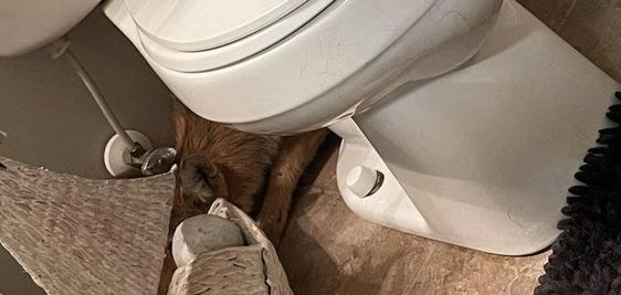 A coyote seen inside of a bathroom in Trenton Ohio on Friday morning.