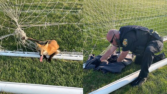 Douglas County Sheriff's Office Deputy Koski rescues a fox tangled in a soccer net. Douglas County Sheriff's Office Deputy Koski rescues a fox tangled in a soccer net.