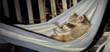 A raccoon lounging on a hammock in the home of Sarah McAnulty