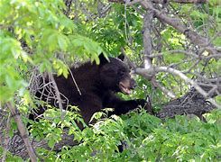 A bear in a tree at the Colorado State University in Fort Collins. A bear in a tree at the Colorado State University in Fort Collins.