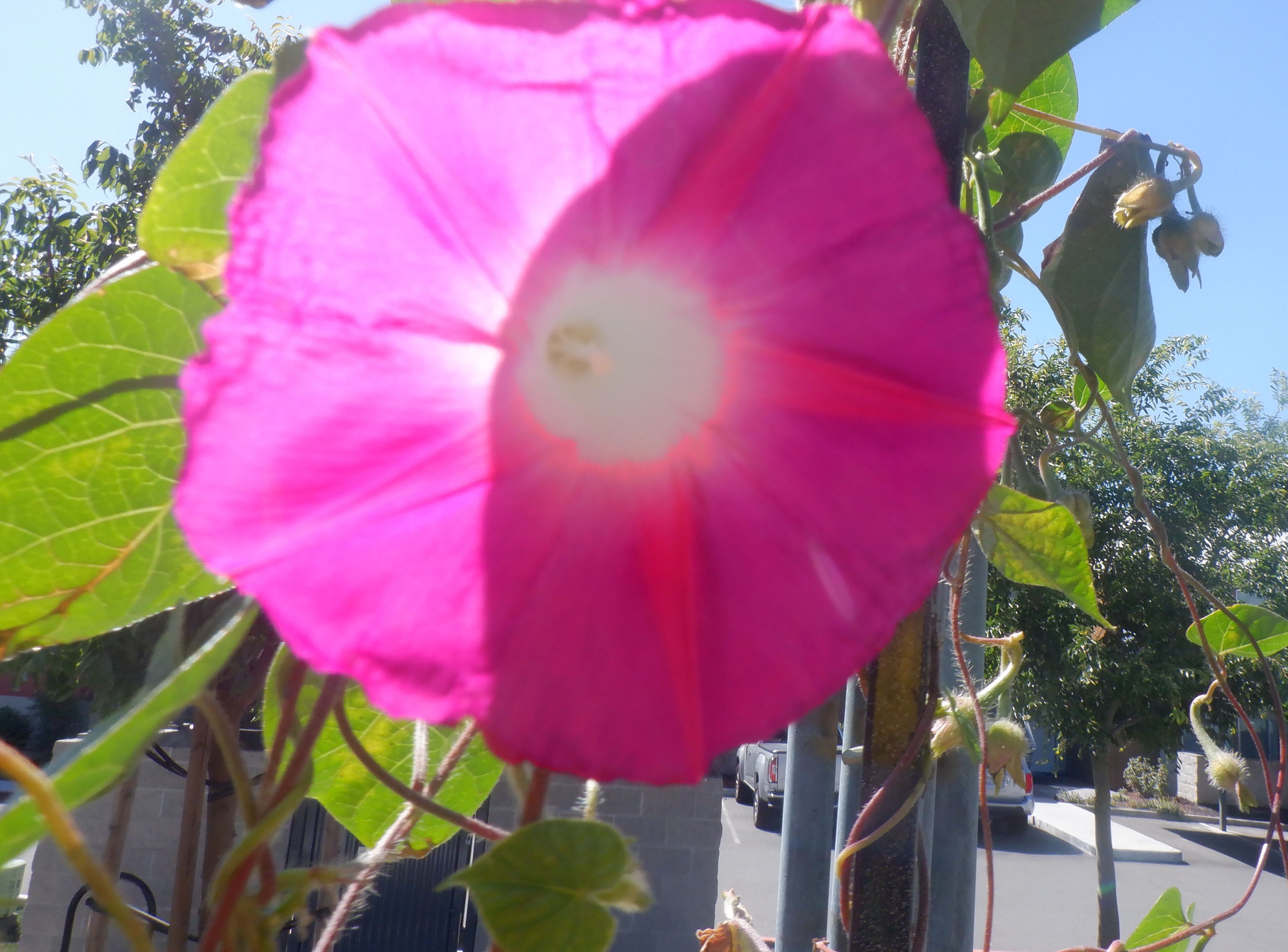 Photo I took of one of the morning glories on the pole that still had ants on it. Photo I took of one of the morning glories on the pole that still had ants on it.