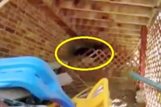 An image of a bear underneath a porch at a home in Colorado. An image of a bear underneath a porch at a home in Colorado.