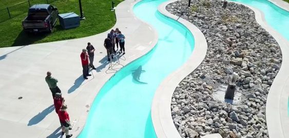 An alligator visiting a water park in Decatur Illinois