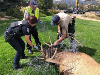 Colorado wildlife officials remove a fence from the antlers from an elk. 