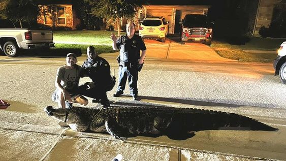 Atascocita police with a huge alligator in Texas