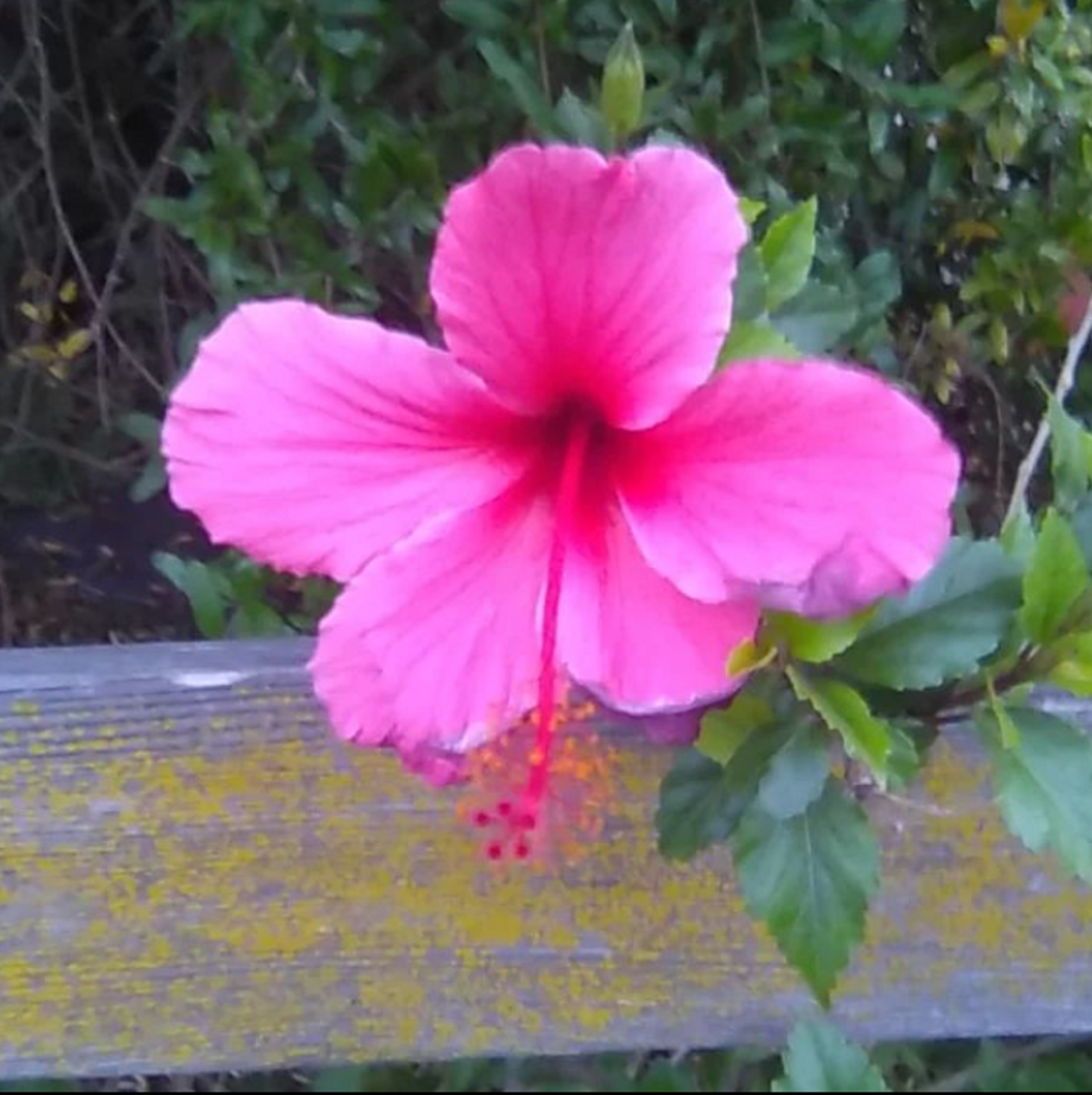 Photo of a flower I took on my walk this morning 9-27-22 Photo of a flower I took on my walk this morning 9-27-22