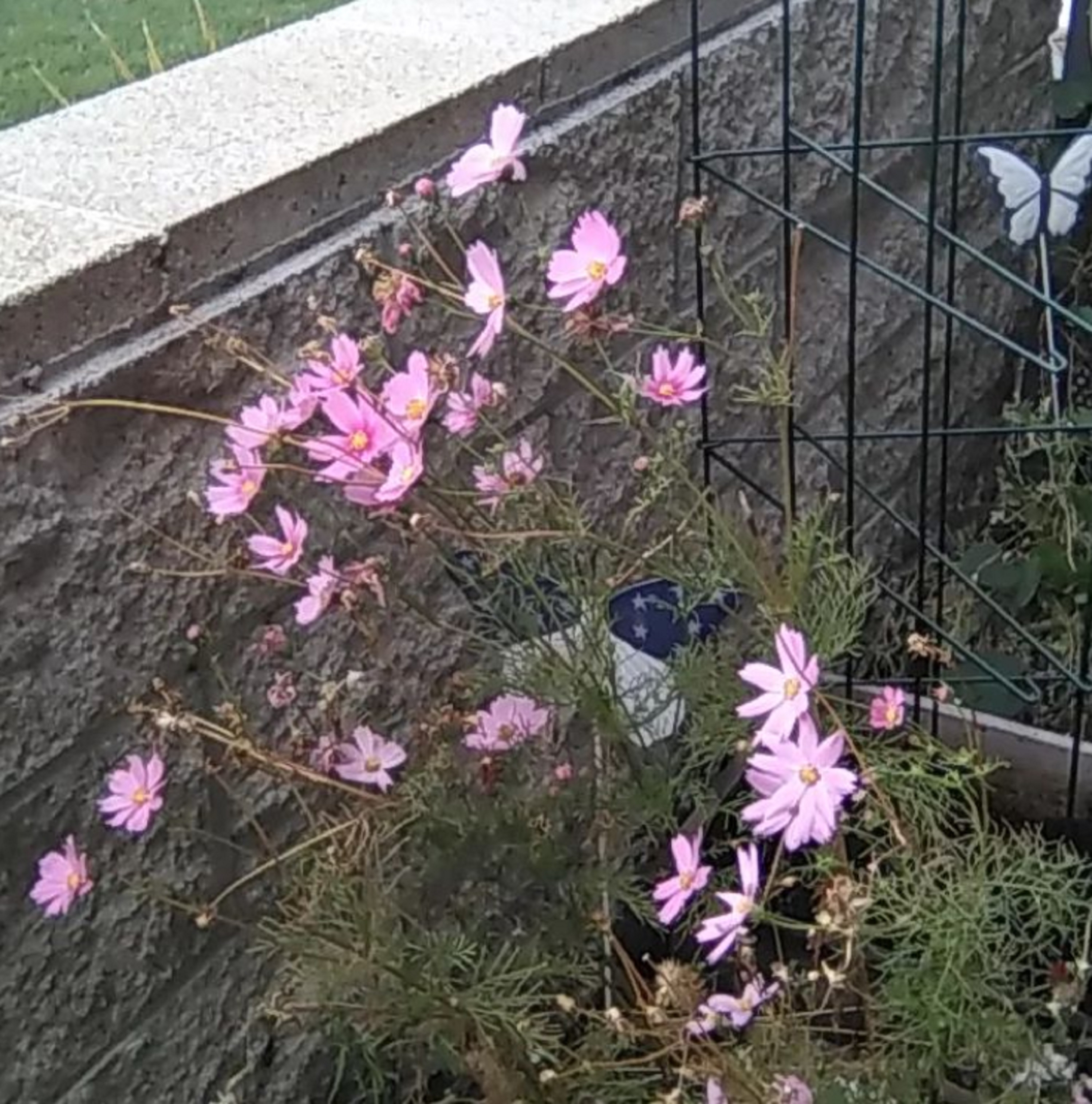 Photo I took of the Cosmos that are still growing Photo I took of the Cosmos that are still growing