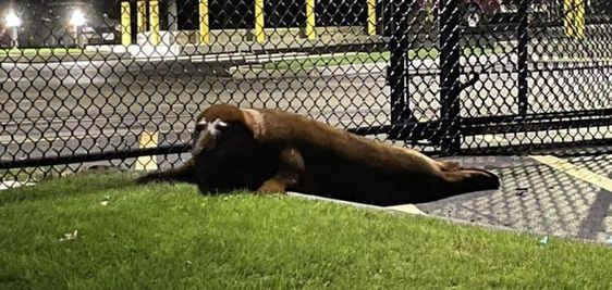 A seal named Shoebert made news recently in Massachusetts A seal named Shoebert made news recently in Massachusetts