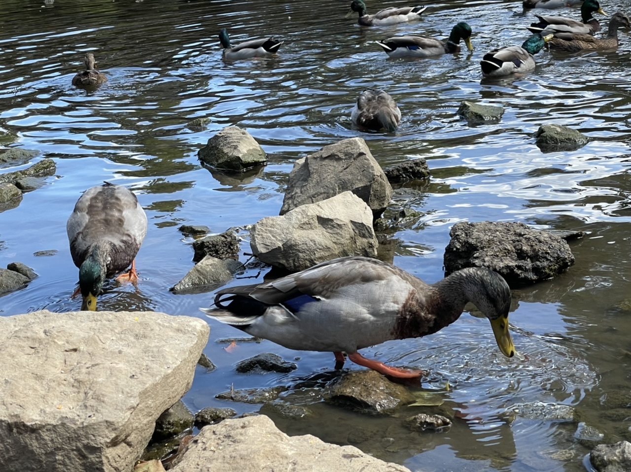 Ducks at Brown Park in St. Matthews, Kentucky.  Photo taken by and the property of FourWalls.