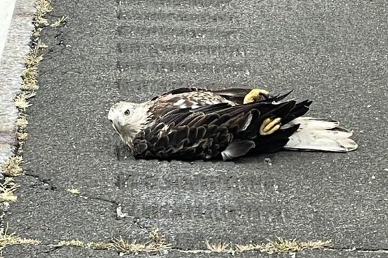 Bittersweet story of a bald eagle rescue in New York / myLot