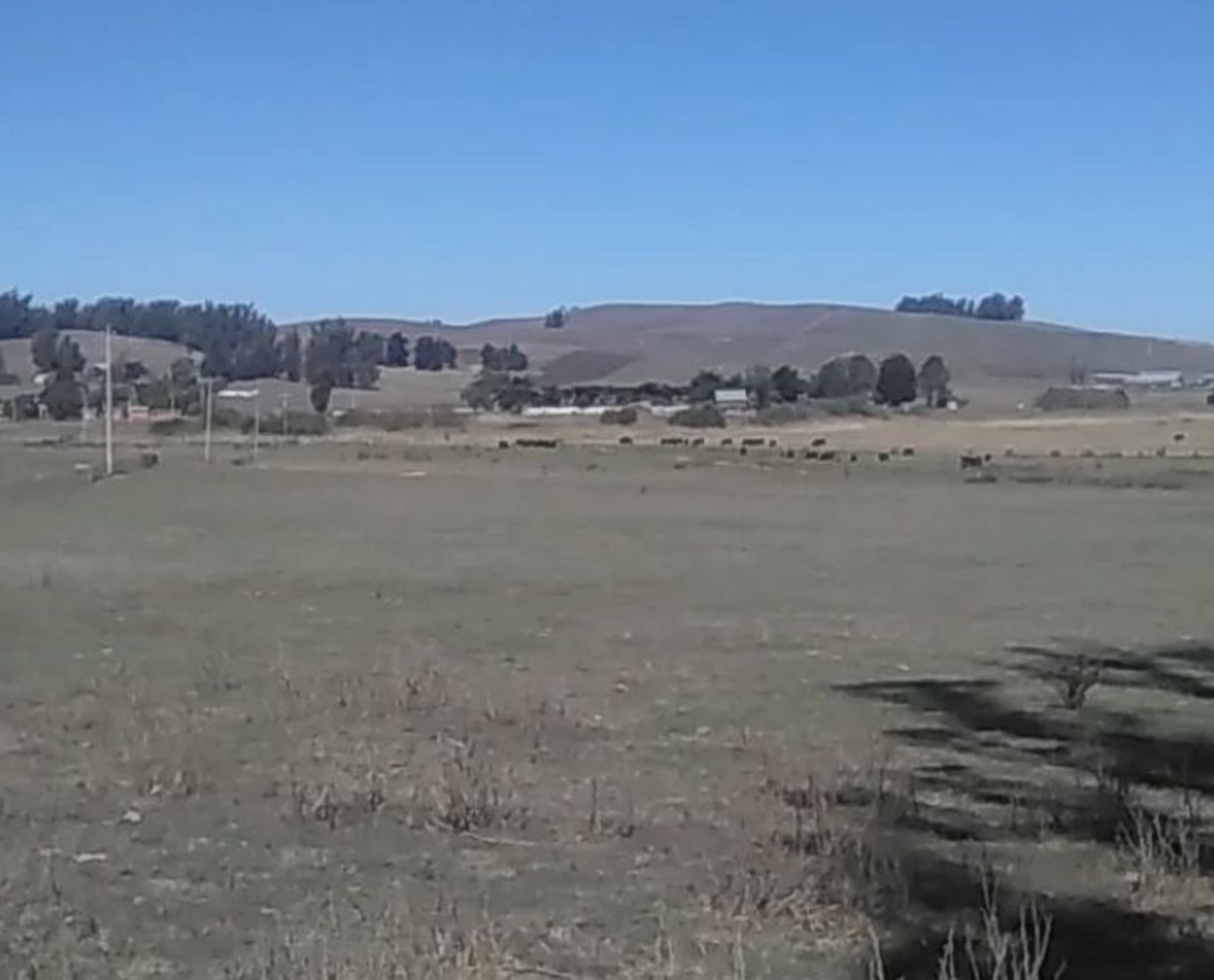 Photo I took of cows across from the Coast Guard training center. Photo I took of cows across from the Coast Guard training center.