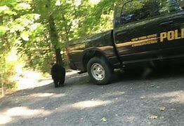 Black bear walking away into the woods in Hurley New York.