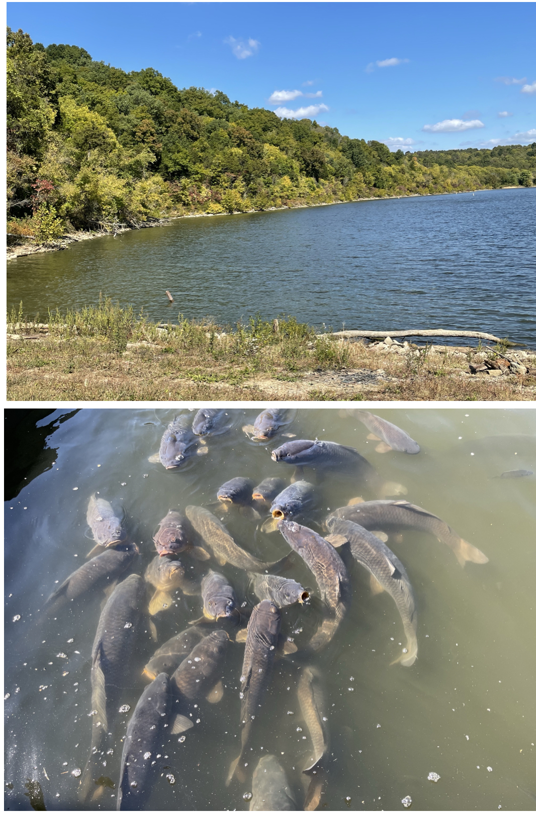 The shoreline of Taylorsville Lake, and the hungry carp.  Photos taken by and the property of FourWalls.