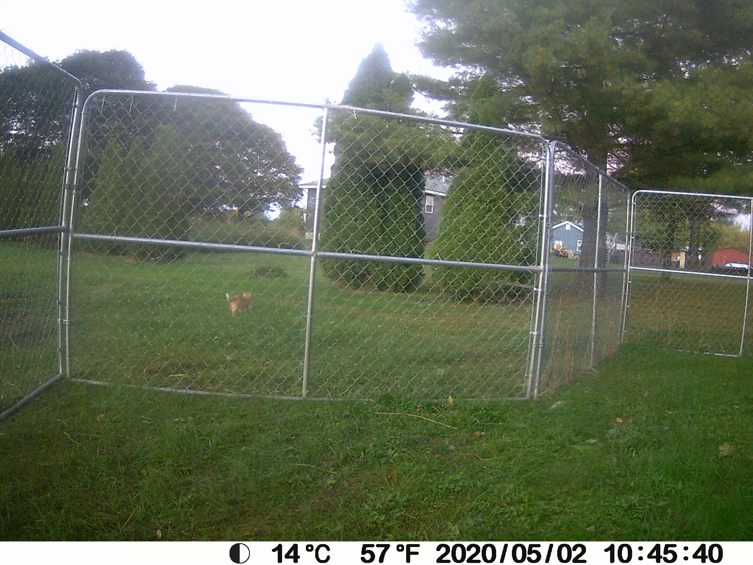 Goat Pen MyLot