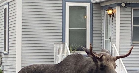 Moose sighting in Bangor Maine on Monday morning. 