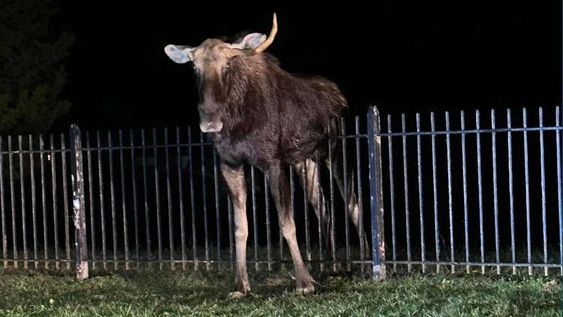 A moose that was trapped in a fence in Connecticut. A moose that was trapped in a fence in Connecticut.