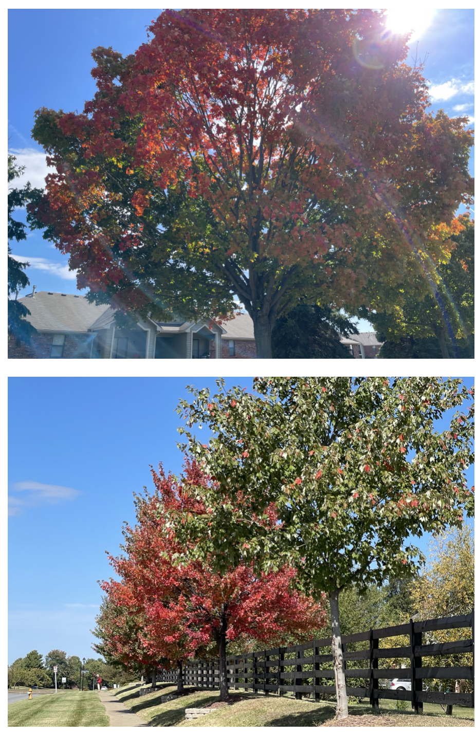 Trees showing their colors along Hurstbourne Parkway.  Photos taken by and the property of FourWalls.