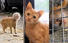 Image of a female cat who was nicknamed "Buzz Lightyear." Image of a female cat who was nicknamed "Buzz Lightyear."