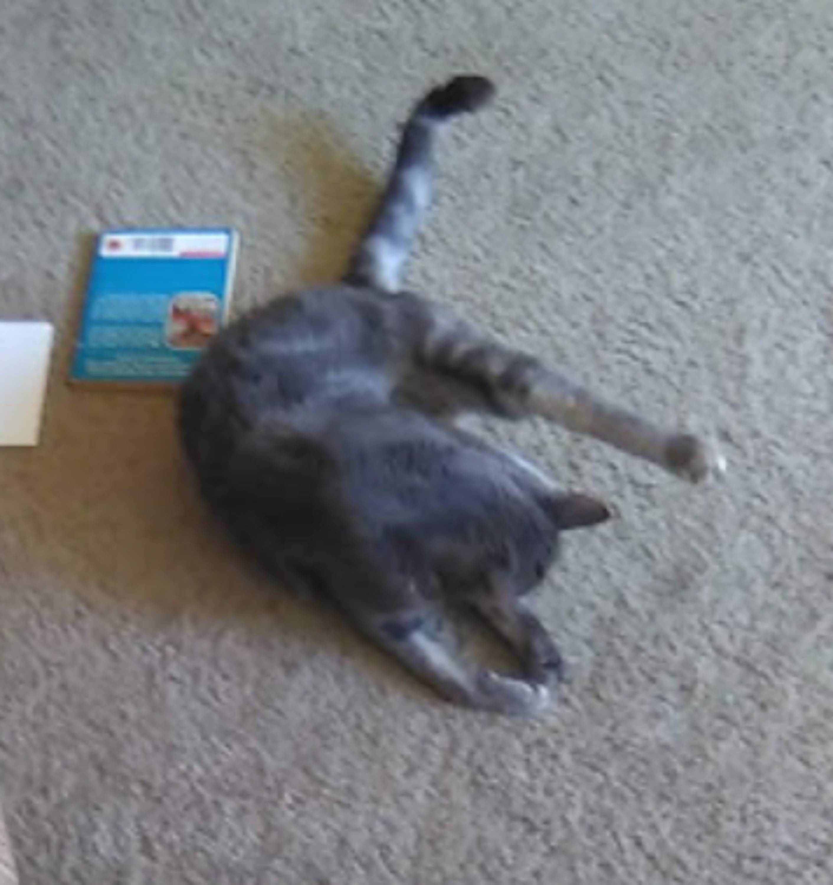 Photo I took of Smokey the cat with my phone. Photo I took of Smokey the cat with my phone.