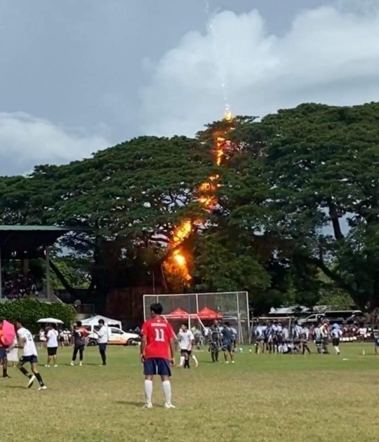 Lightning hits trees