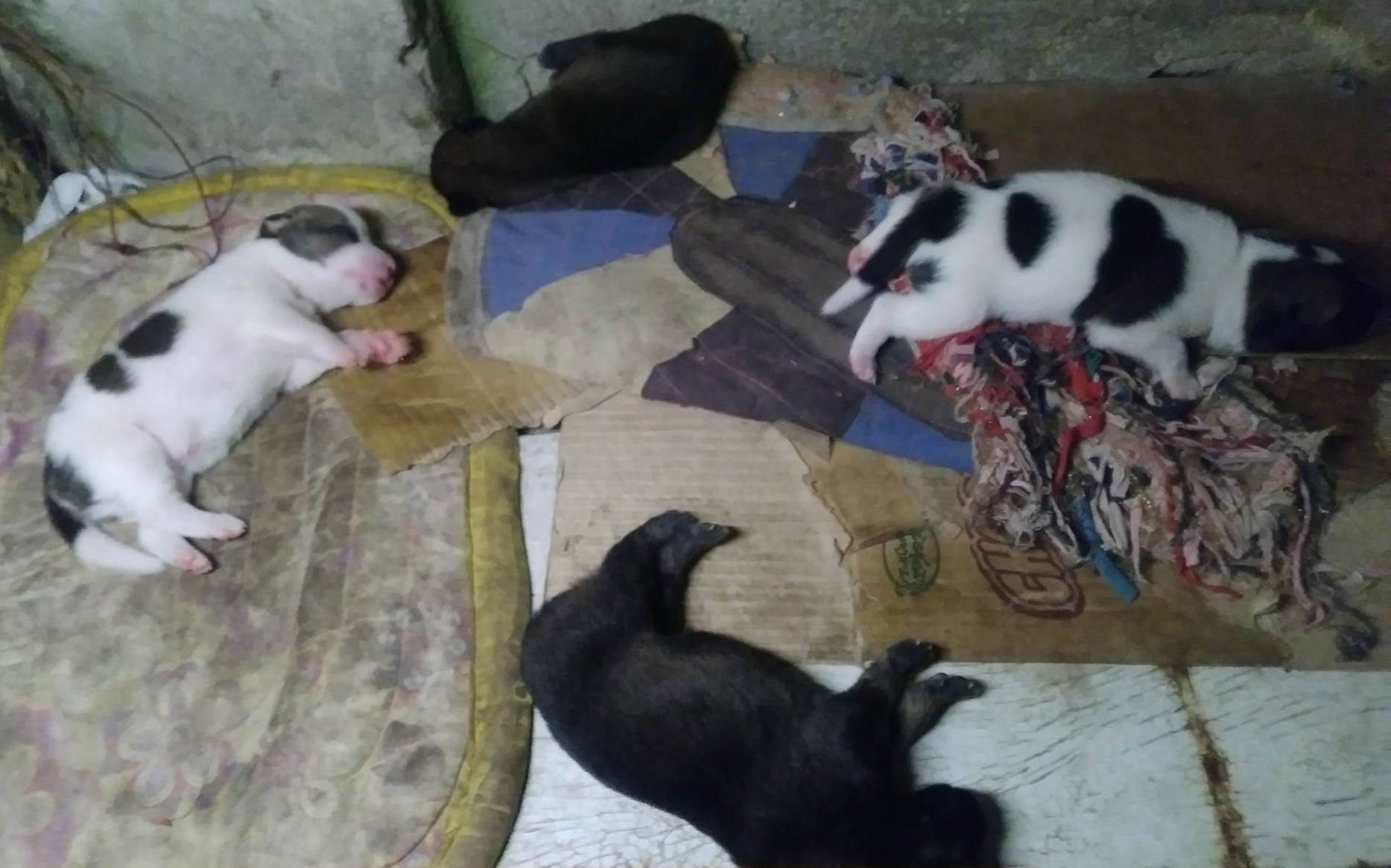 puppies puppies