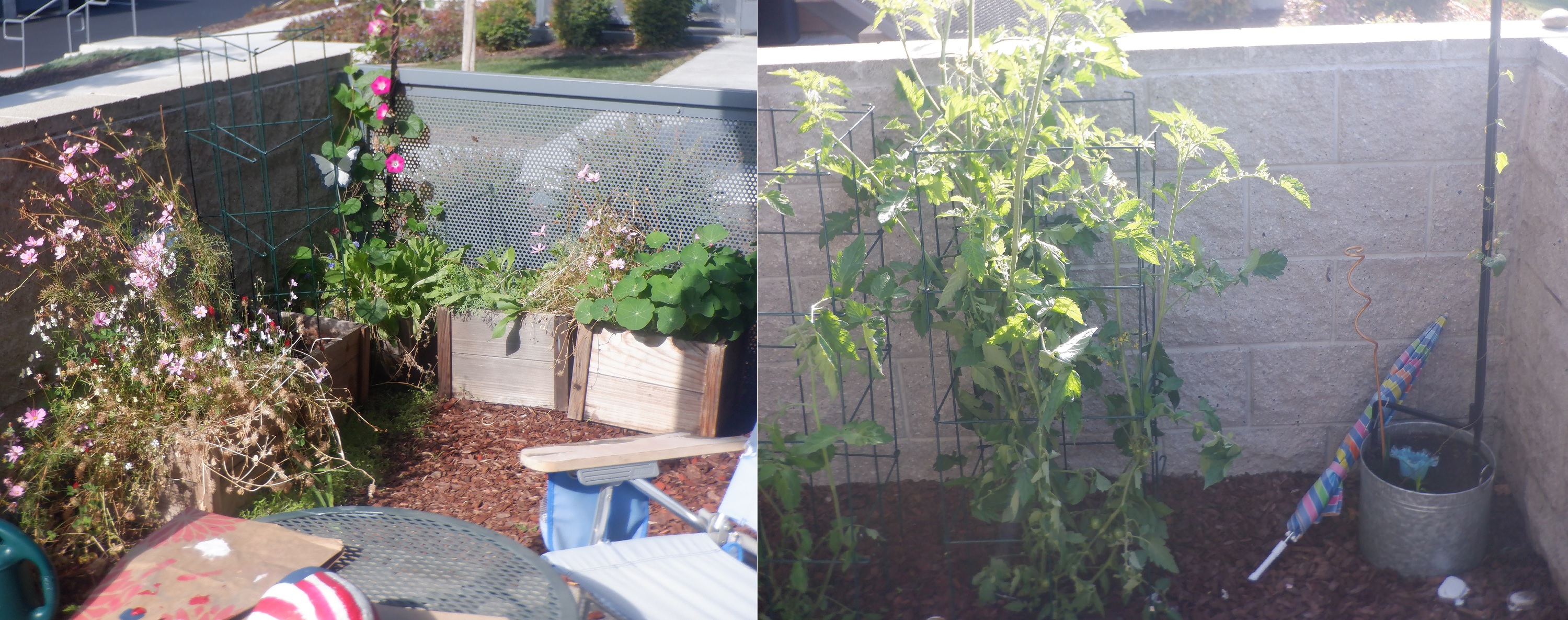 Photos I took on my patio and put together with Microsoft Paint Photos I took on my patio and put together with Microsoft Paint