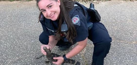 Greenville South Carolina police officer Hamilton with a baby gator. Greenville South Carolina police officer Hamilton with a baby gator.