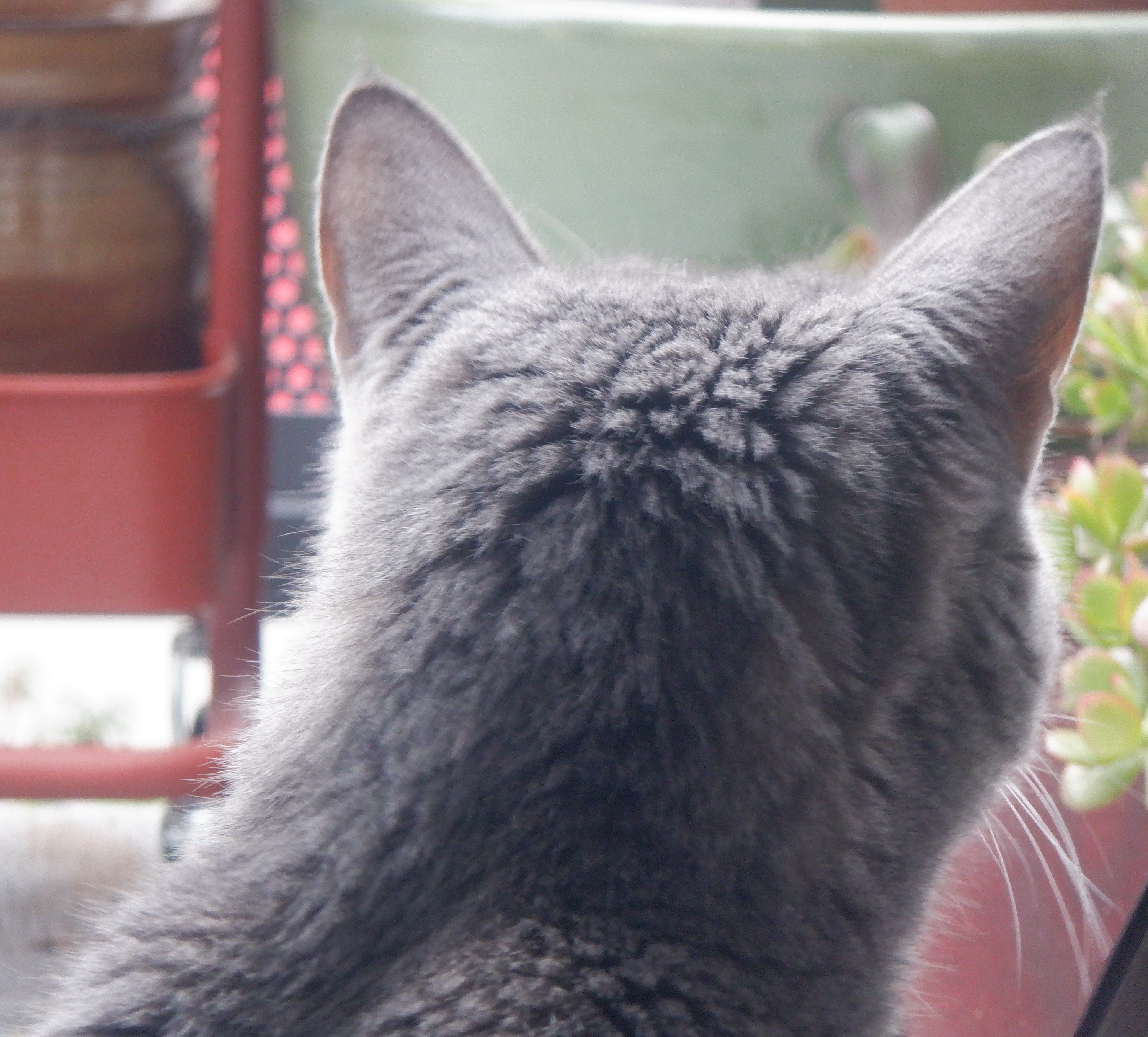 Smokey looking out the door Smokey looking out the door