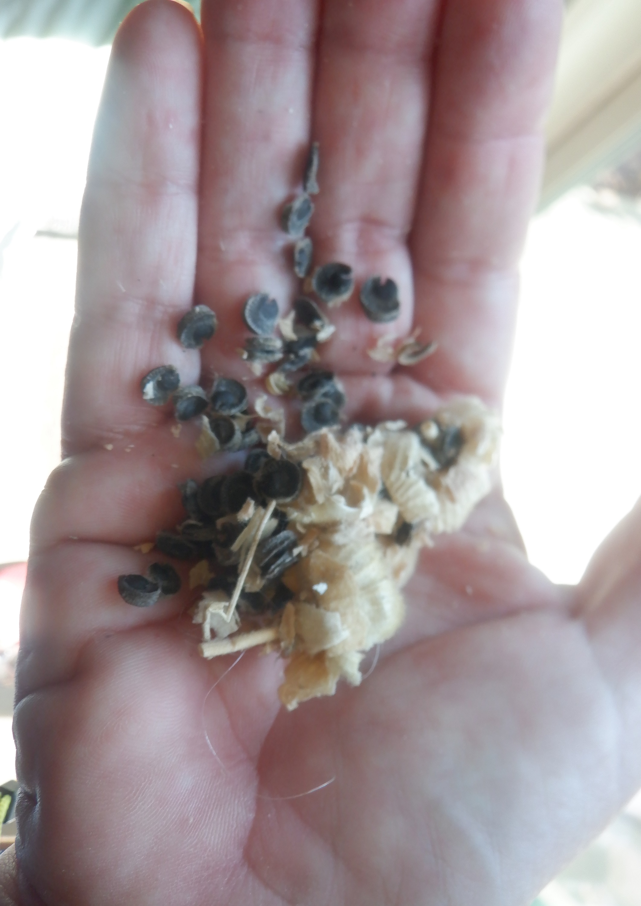 Photo of the hollyhock seeds that I brought home in my hand. Photo of the hollyhock seeds that I brought home in my hand.