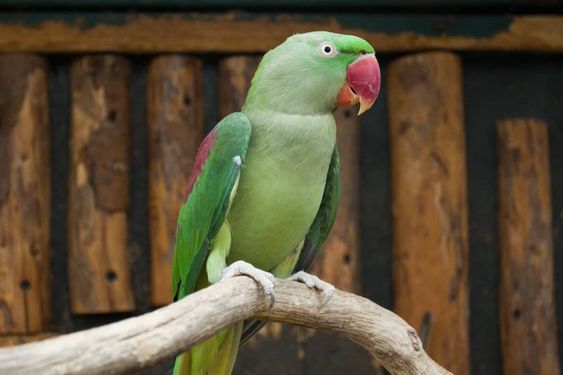 An image of a Alexandrian Parakeet in Florida. 