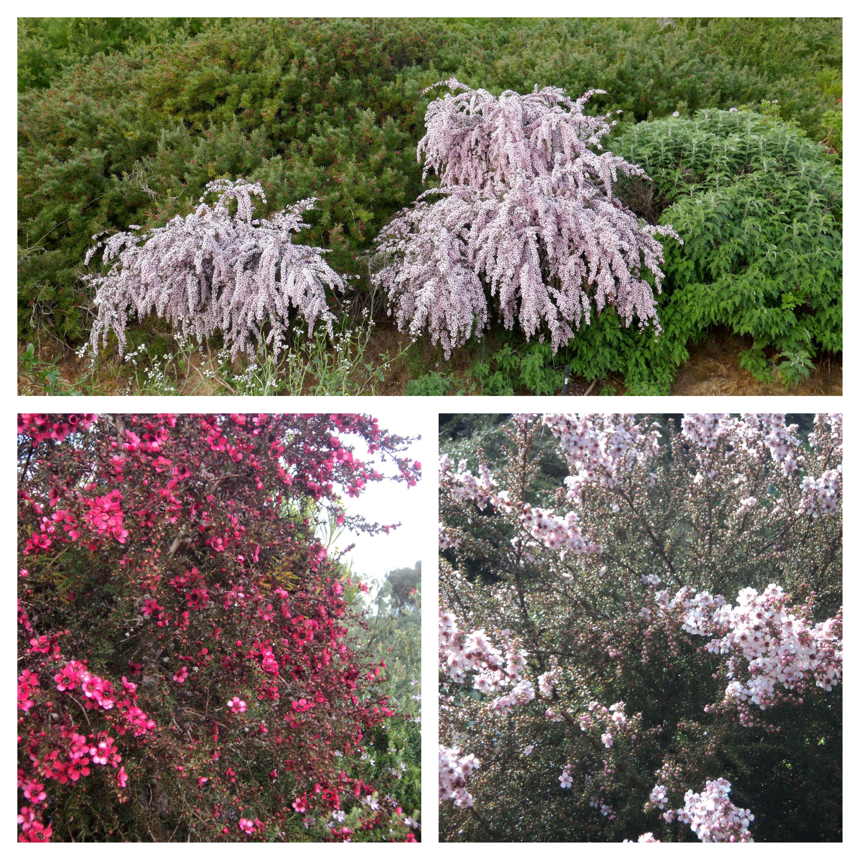 Leptospermum