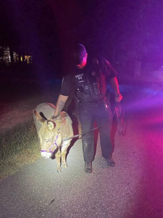 A Stafford County Sheriff's deputy captures a loose donkey in Virginia. A Stafford County Sheriff's deputy captures a loose donkey in Virginia.