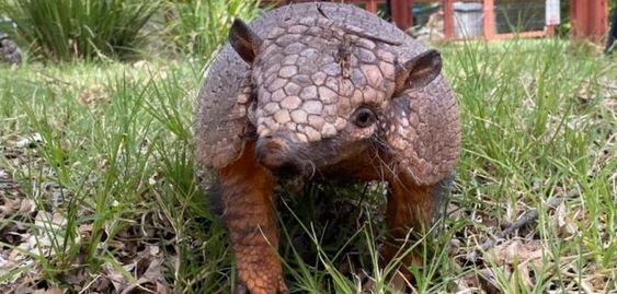 An image of armadillo named Joesphine is back home at a Sacramento Zoo. 