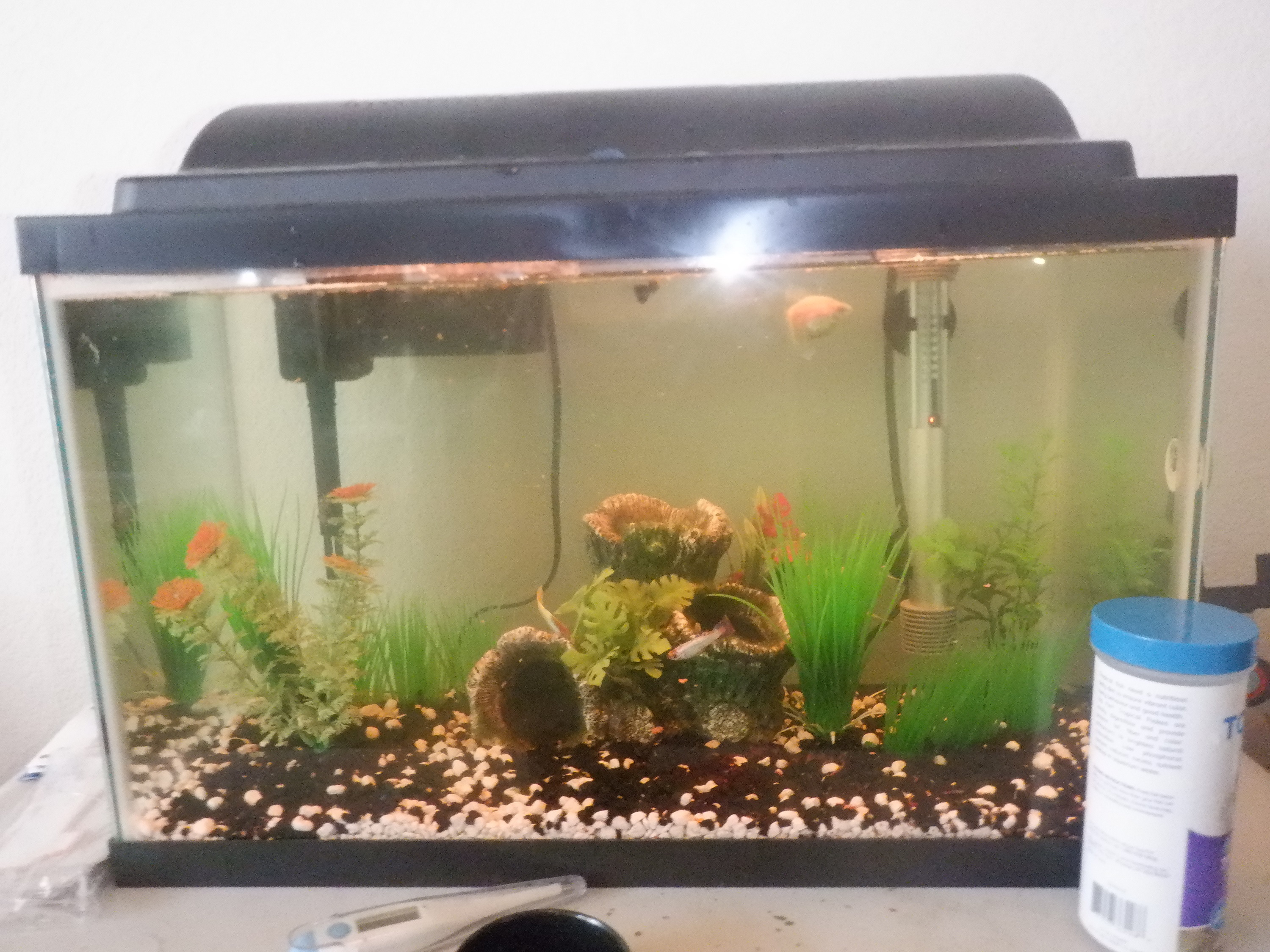 Photo I took of the fish tank when I went to feed the fish and the cat