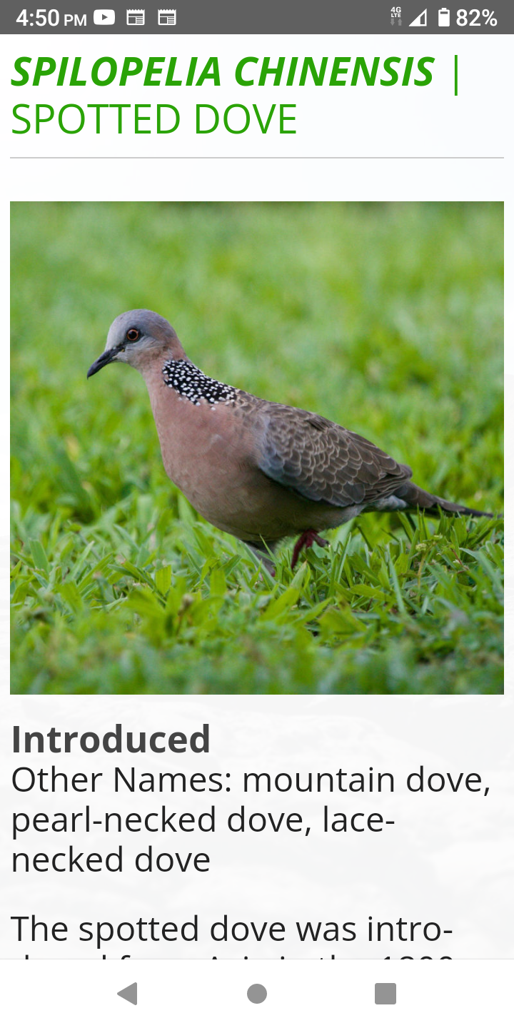 https://hawaiibirdingtrails.hawaii.gov/bird/spotted-dove/