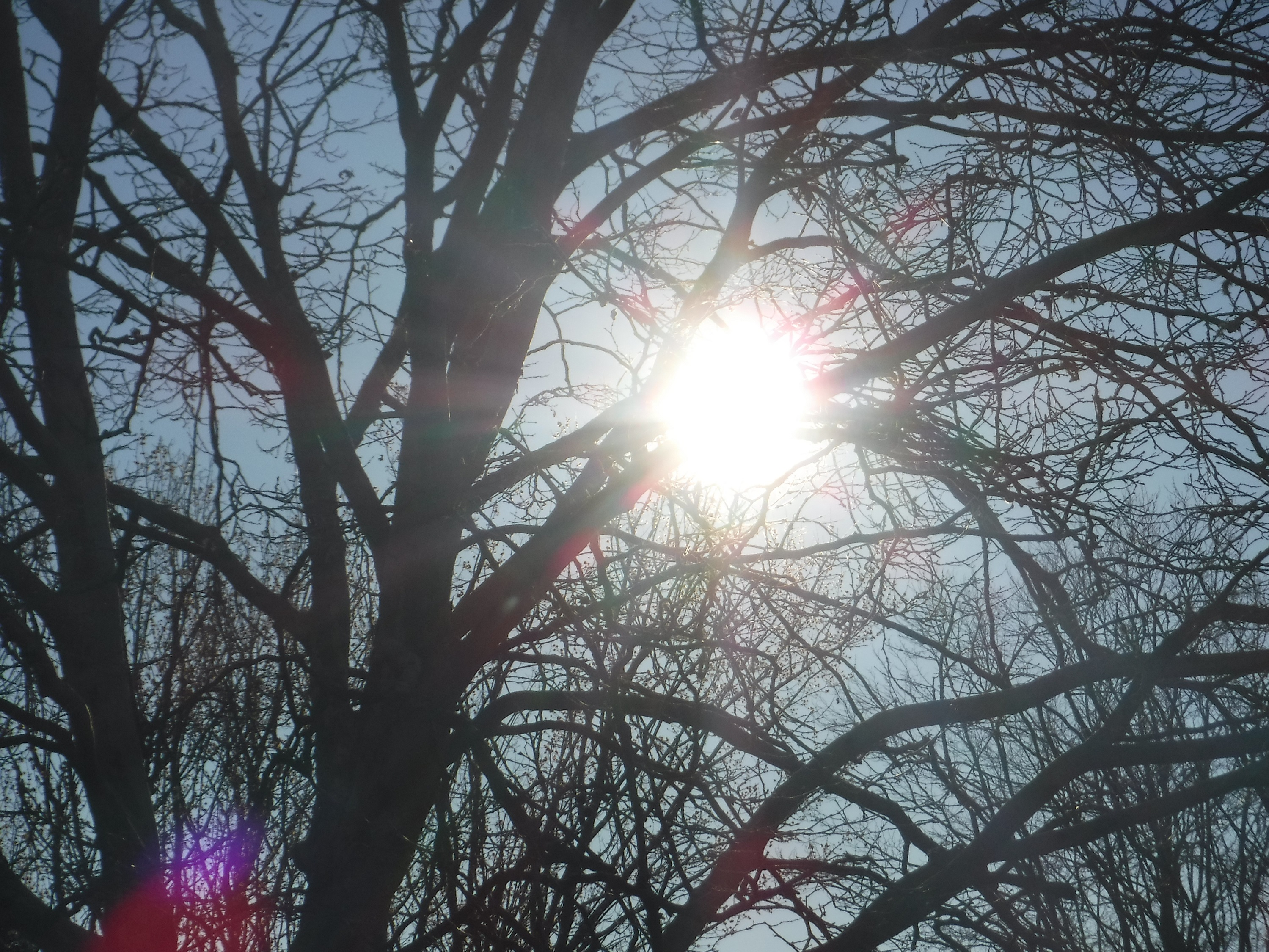Photo taken by me 2-18-19 Photo taken by me 2-18-19