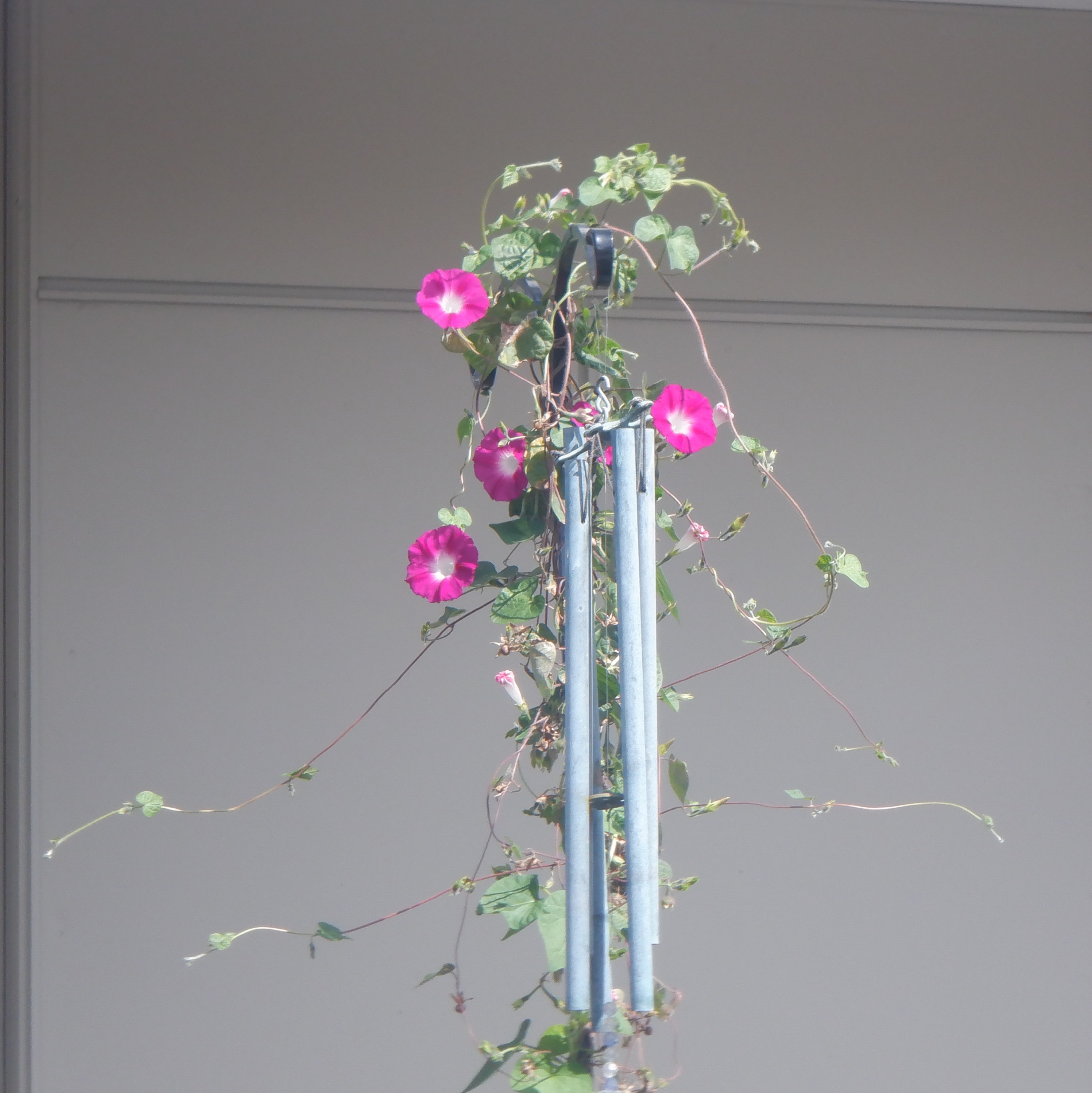 Photo I took of the Morning Glories yesterday Photo I took of the Morning Glories yesterday