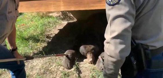 Colorado Wildlife Officials Relocate A Bear That Was Underneath A Home ...