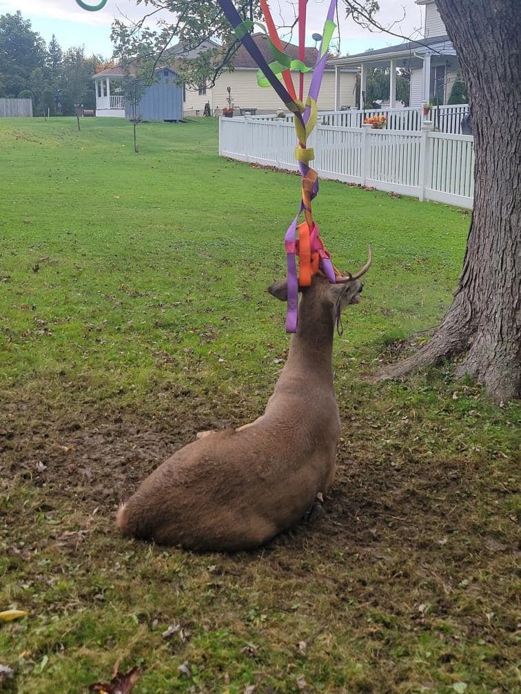 A deer entangled on a children's climbing net on Sunday afternoon.
