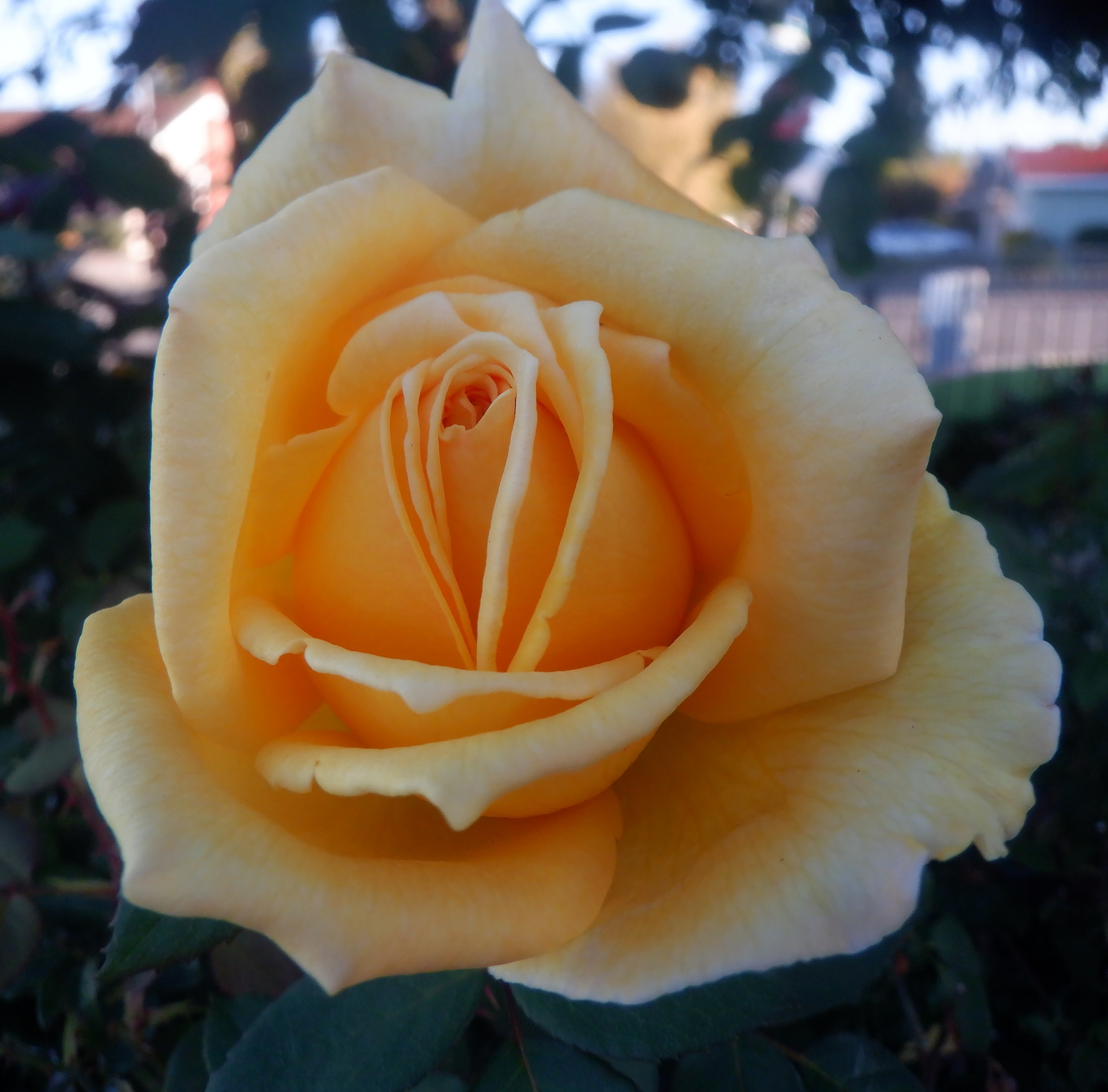 Photo taken by me 10-19-22