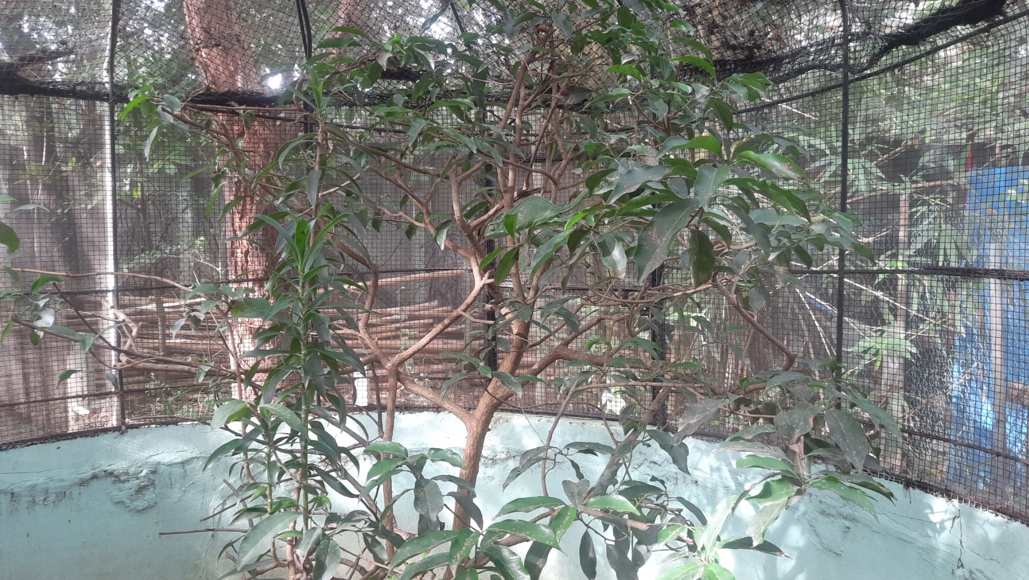 Can you spot the chameleon? Can you spot the chameleon?