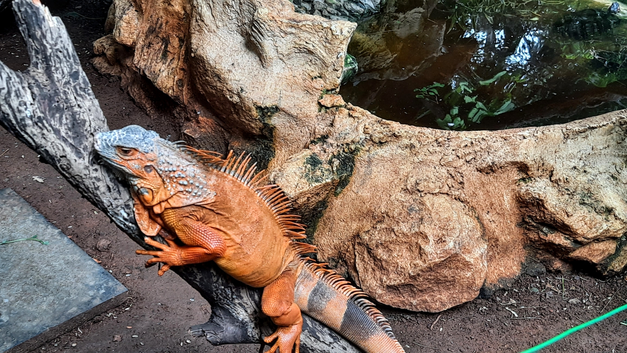 Orange iguana Orange iguana
