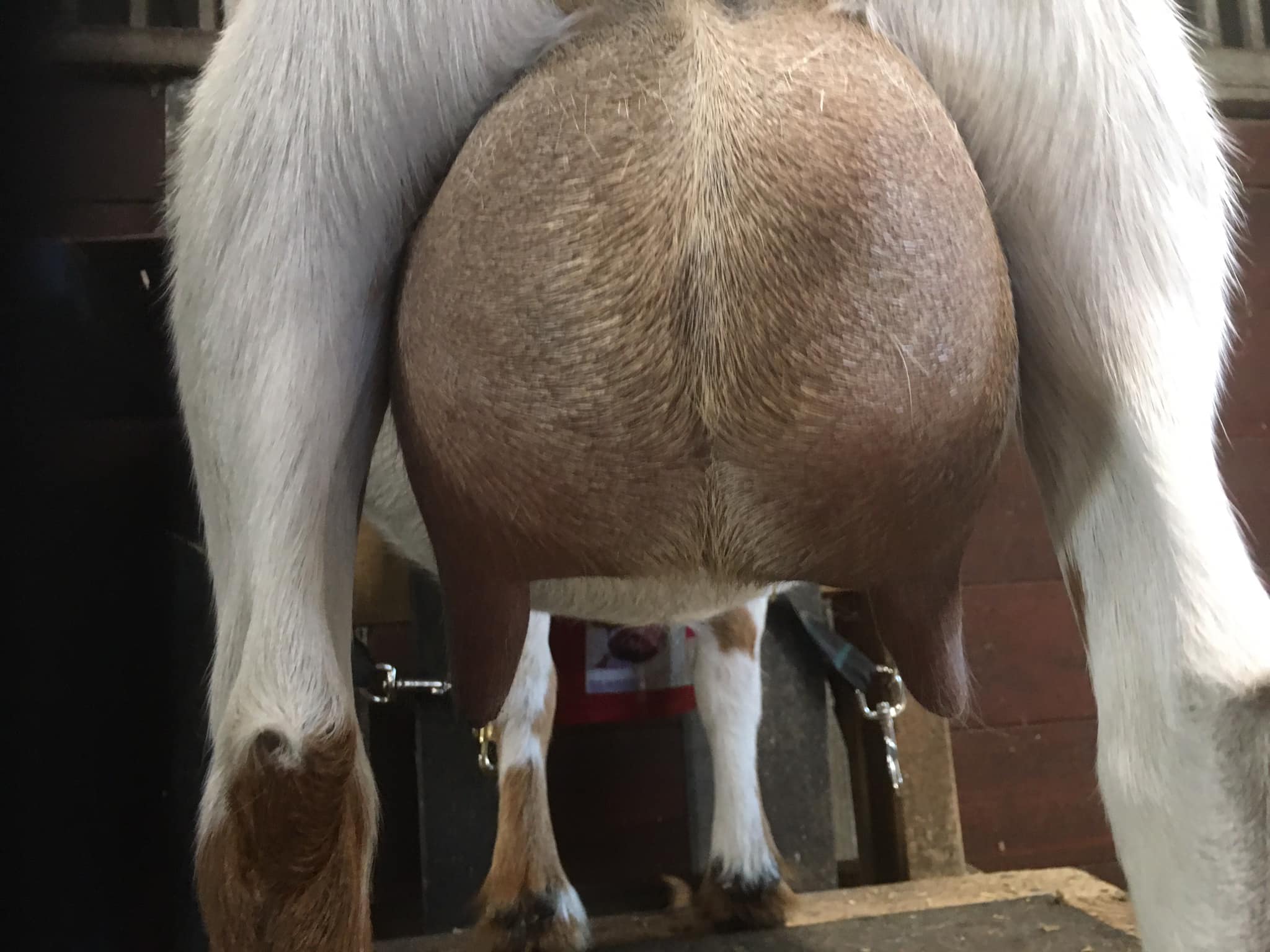 Nigerian Dwarf Udder