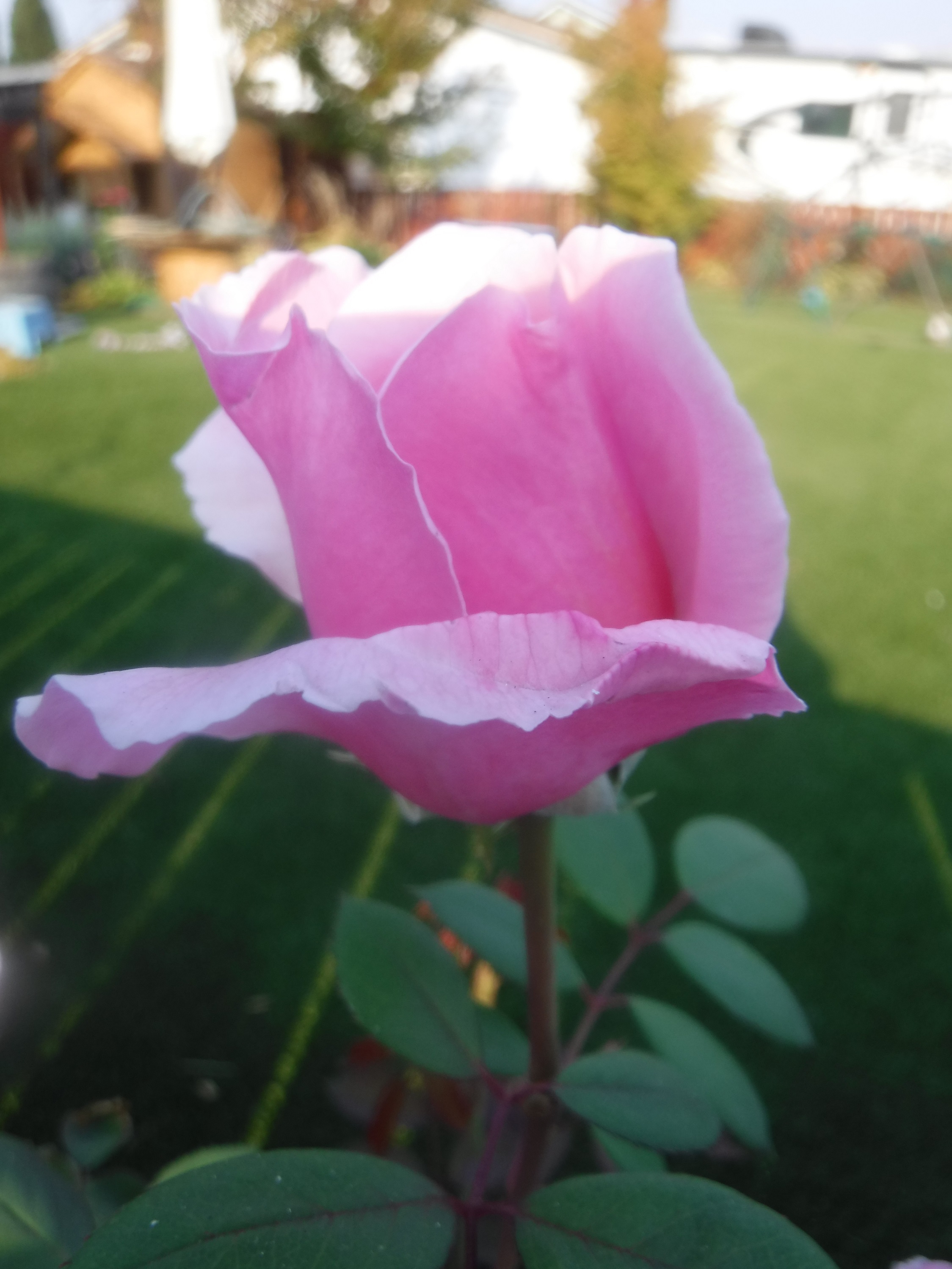 Photo taken by me 2020