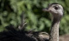 An image of an emu in Illinois. An image of an emu in Illinois.
