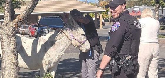 A donkey in Willits California with a police officer at a shopping center.